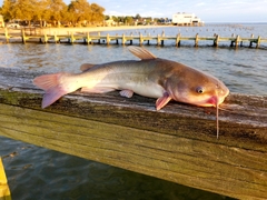 Ameiurus catus