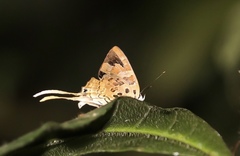Bindahara phocides