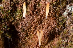 Multiclavula vernalis image