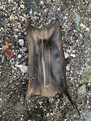 Yellownose Skate photo 5