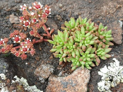 Crassula peploides