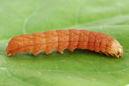 Glaucous Shears Moth