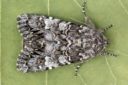 Glaucous Shears Moth
