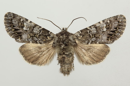 Glaucous Shears Moth