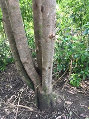 Corynocarpus laevigatus
