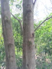 Corynocarpus laevigatus