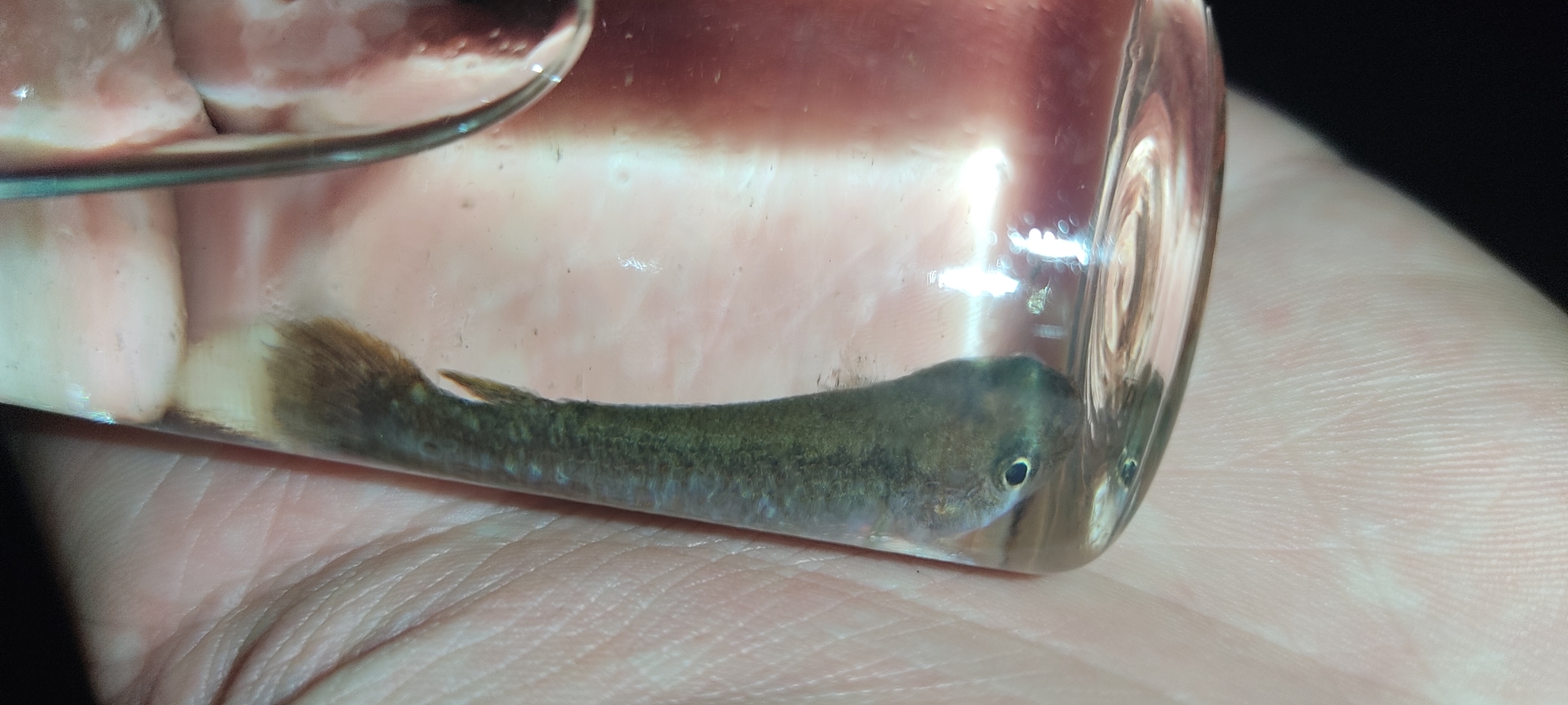 Rivulus photo 5
