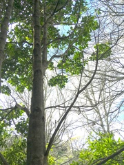 Corynocarpus laevigatus