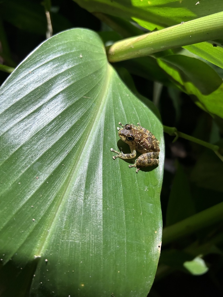 Cryptobatrachus boulengeri in March 2023 by Henry Stevens · iNaturalist