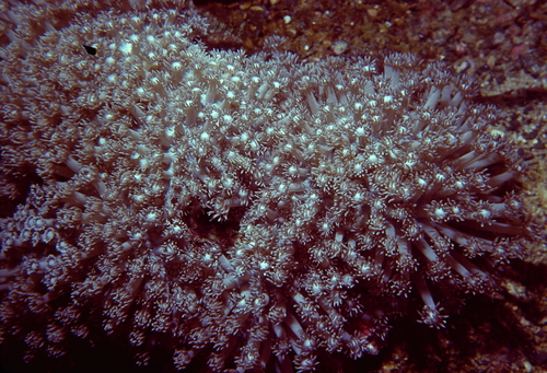 Goniopora djiboutiensis observed 2000-01-01