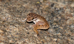 Hemidactylus reticulatus