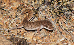 Hemidactylus reticulatus