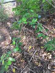 Alectryon excelsus excelsus