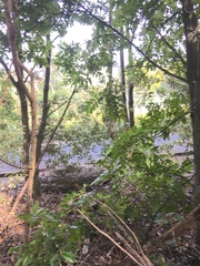 Alectryon excelsus excelsus