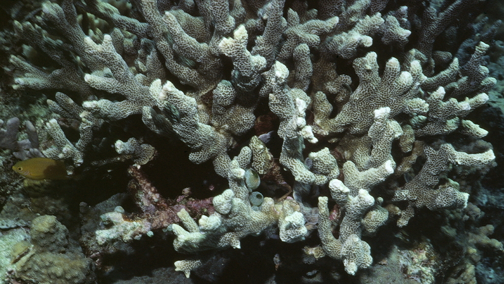 Montipora cactus