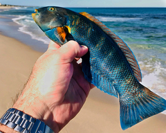 Seven-Banded Wrasse photo 2
