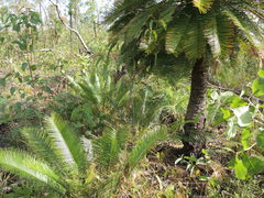 Cycas orientis