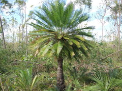 Cycas orientis
