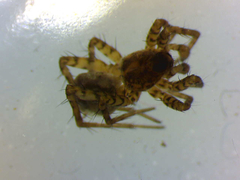 Pardosa hortensis