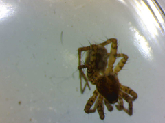 Pardosa hortensis