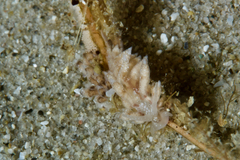 Cumanotus