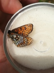 Melitaea varia