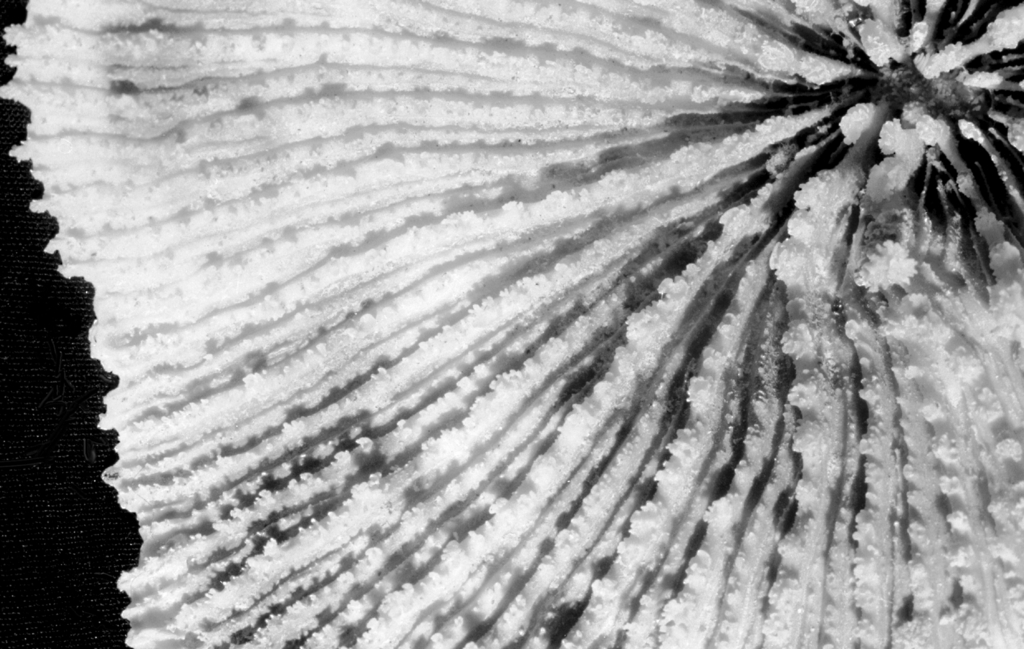 Pectinia maxima