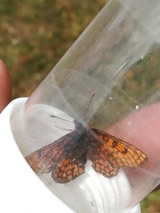 Melitaea varia