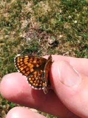 Melitaea varia