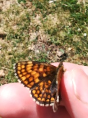 Melitaea varia