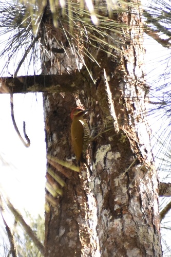 Stripe-cheeked Woodpecker (Piculus callopterus), photo 9