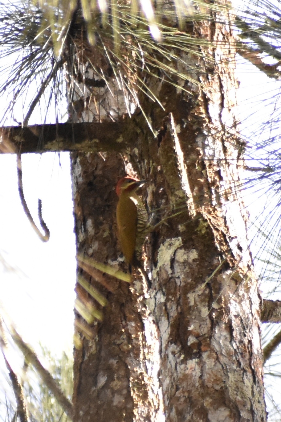 Stripe-cheeked Woodpecker (Piculus callopterus), photo 6