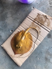 Niger Stingray photo 2