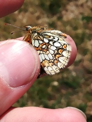 Melitaea varia