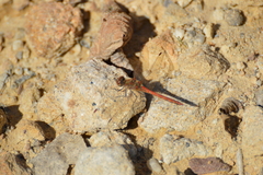 Sympetrum striolatum
