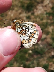 Melitaea varia