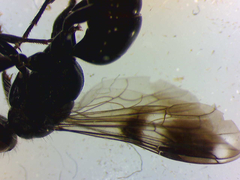 Dipogon variegatus
