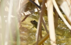 Pelophylax