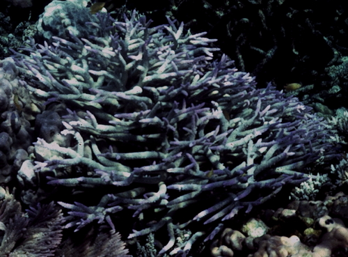 Acropora grandis observed 2000-01-01