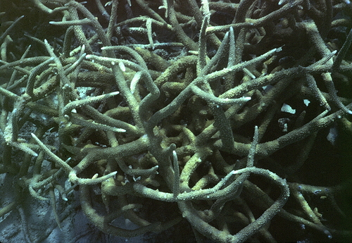Acropora grandis observed 2000-01-01