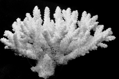Acropora latistella observed 2000-01-01