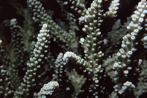 Acropora latistella observed 2000-01-01