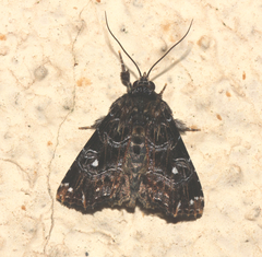 Callopistria rivularis