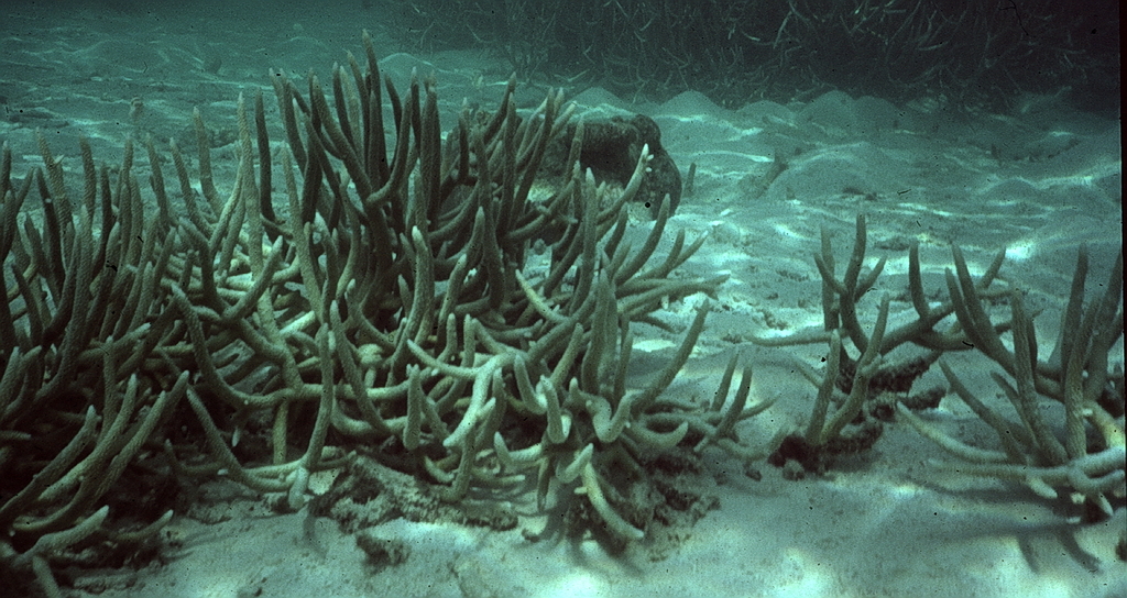 Acropora papillare