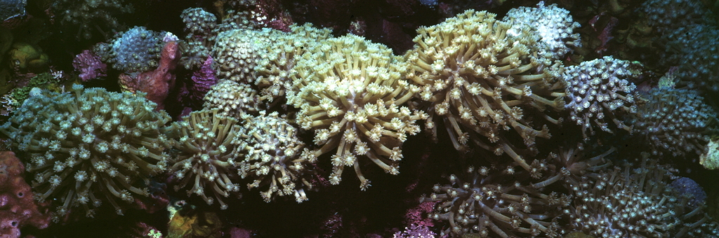 Goniopora pandoraensis