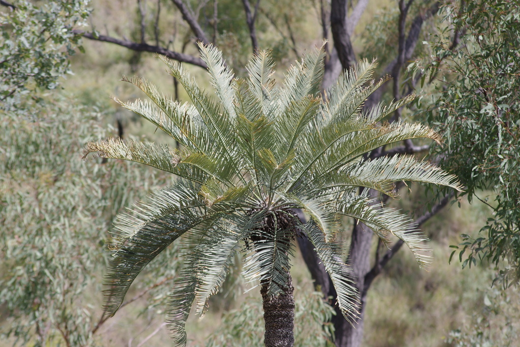 Cycas megacarpa