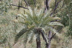 Cycas megacarpa