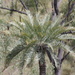 Cycas megacarpa - Photo (c) coenobita, algunos derechos reservados (CC BY), subido por coenobita