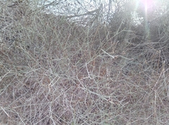 Convolvulus dorycnium