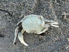 Liocarcinus vernalis